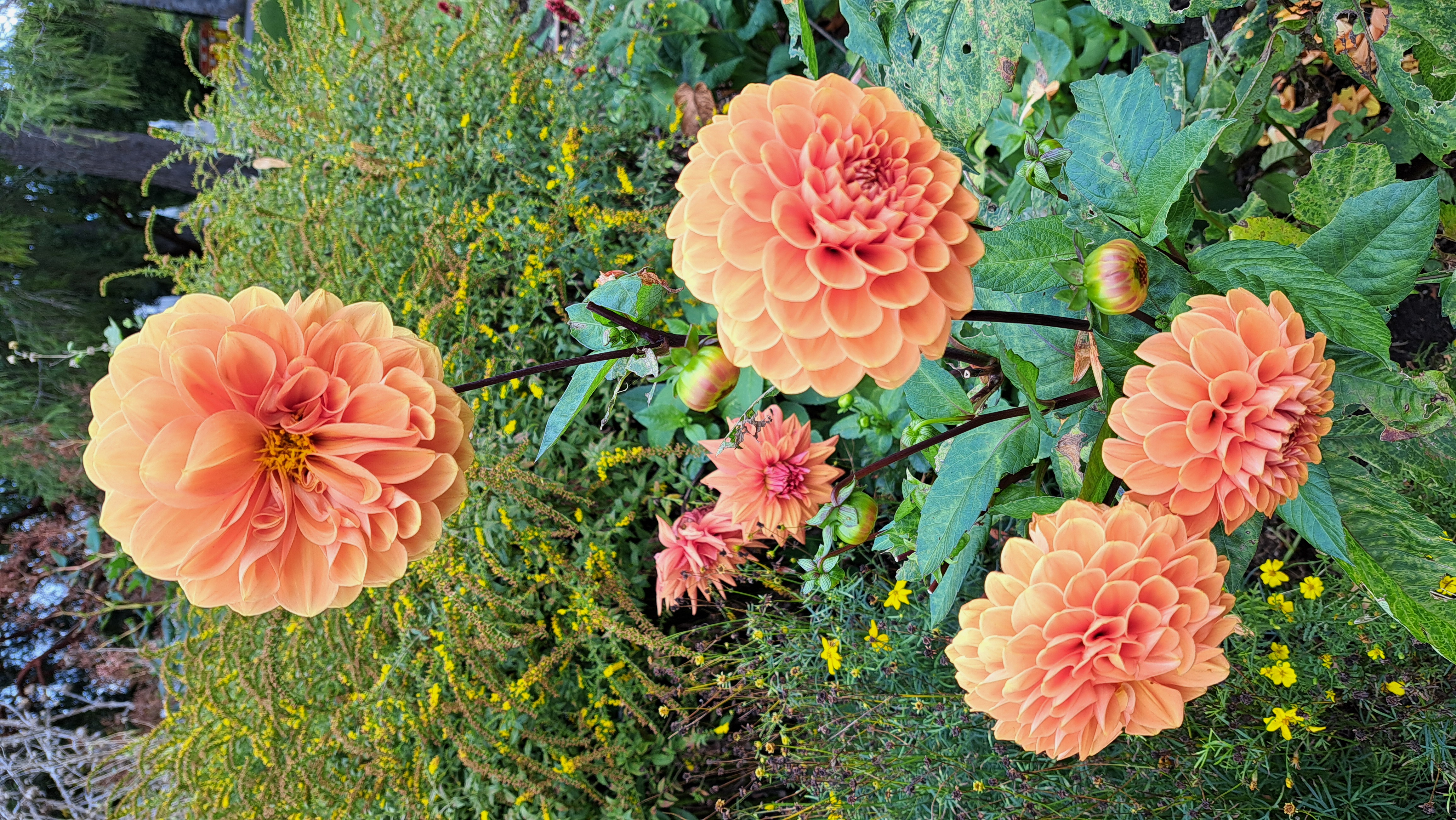 Orange Flowers